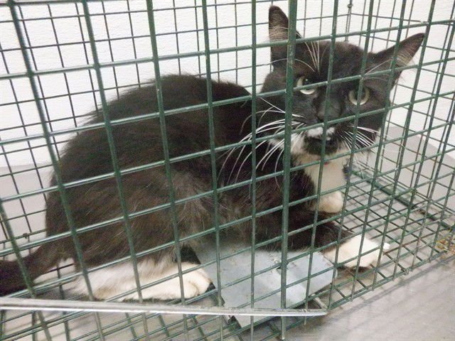 RAUL - Domestic Medium Hair available for adoption