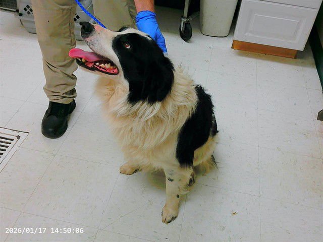 FLYER - Border Collie available for adoption