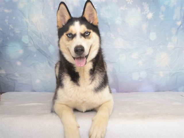 GABRIEL - Siberian Husky available for adoption