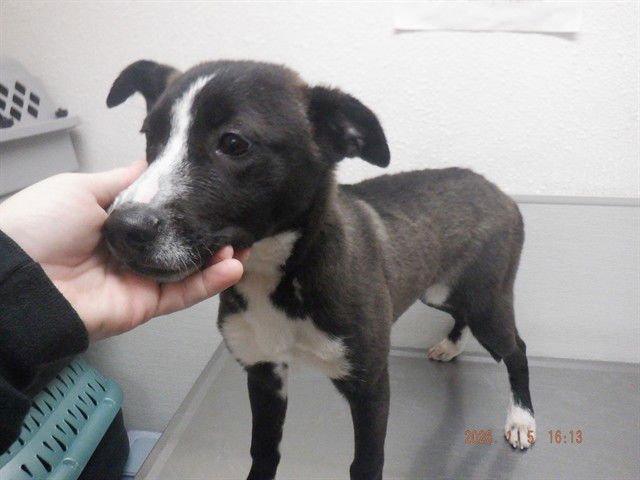 SAKI - Australian Cattle Dog/Blue Heeler available for adoption