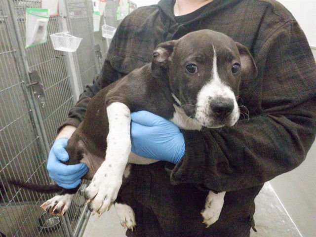 AMOUR - Pit Bull Terrier available for adoption