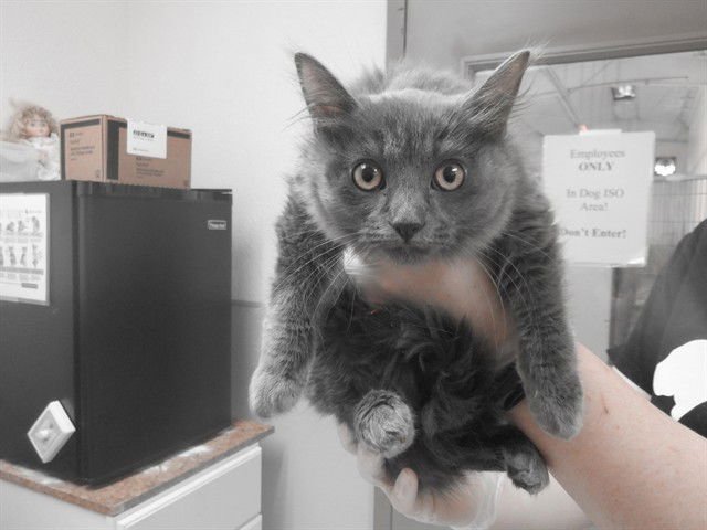 BAGERA - Domestic Long Hair available for adoption