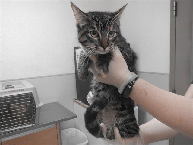 STAR - Domestic Short Hair available for adoption