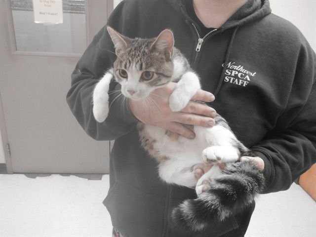 TAILS - Domestic Short Hair available for adoption