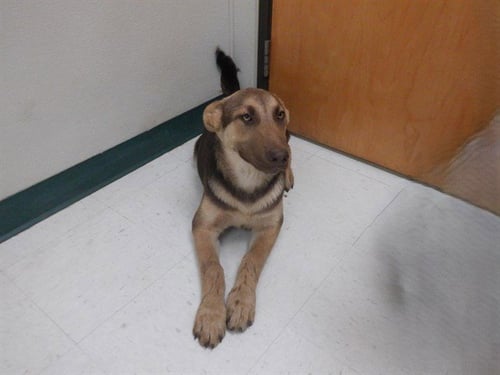 TYE - German Shepherd Dog available for adoption