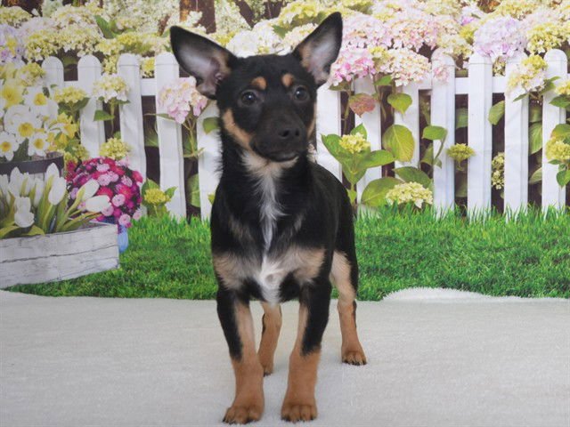 MR DARCY - Chihuahua available for adoption