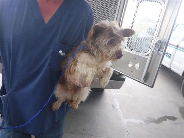 SCRUFFY - Yorkshire Terrier Yorkie available for adoption