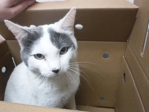 DUTCH - Domestic Short Hair available for adoption