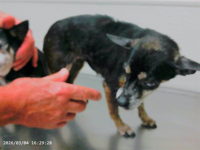 ROSIE - Chihuahua available for adoption