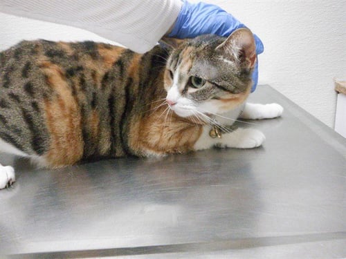 DAISY MAY - Domestic Short Hair available for adoption