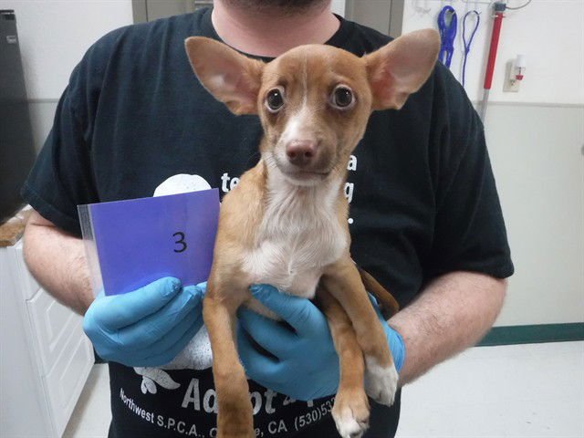 CASANOVA - Chihuahua available for adoption