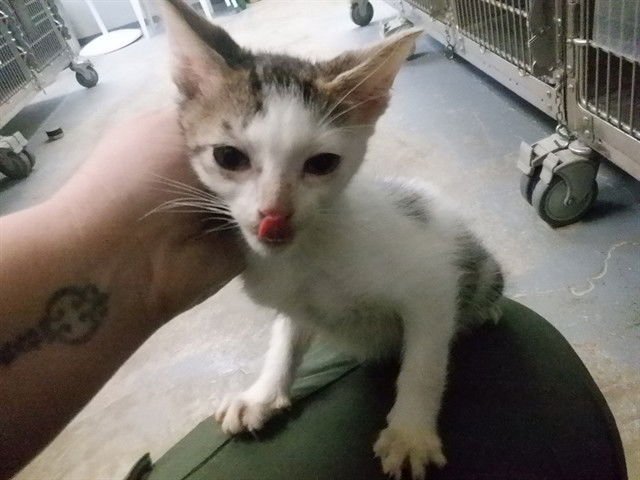 JENNA - Domestic Short Hair available for adoption