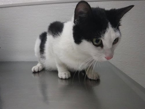 SALLY - Domestic Short Hair available for adoption