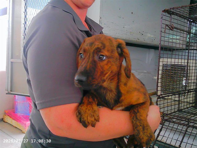 JANGLES - German Shepherd Dog available for adoption