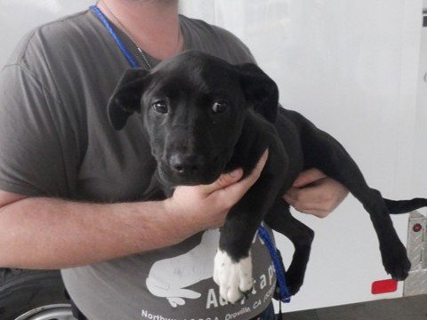 CLETUS - German Shepherd Dog available for adoption