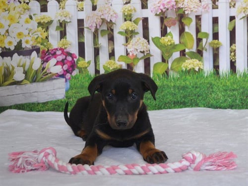 MADELINE - Rottweiler available for adoption