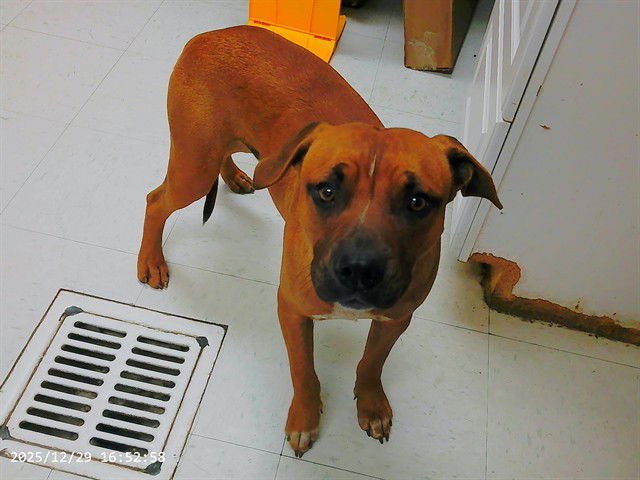 TODD - Boxer available for adoption