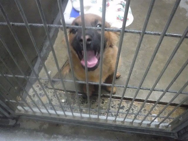 TUCKER - Pomeranian available for adoption