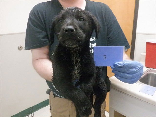 DAFFY - Labrador Retriever / Queensland Heeler available for adoption