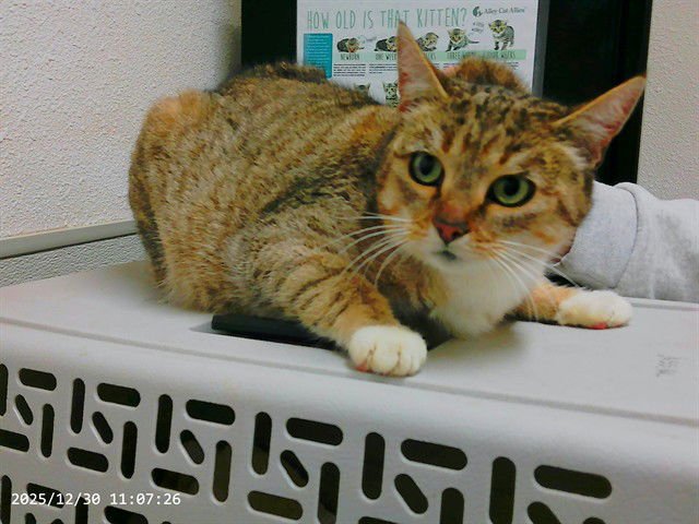 GINGER - Domestic Short Hair available for adoption