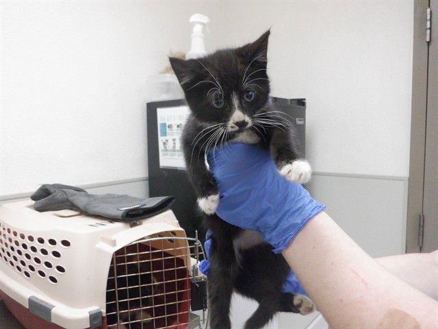 A611026 - Domestic Short Hair available for adoption