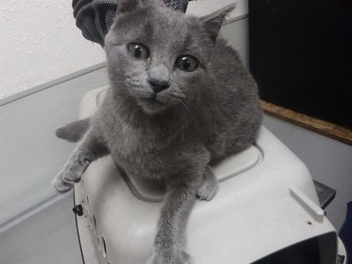 GLORIA - Russian Blue available for adoption