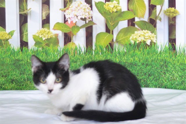 JUNEBUG - Domestic Short Hair available for adoption