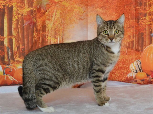 TALOOLA - Domestic Short Hair available for adoption