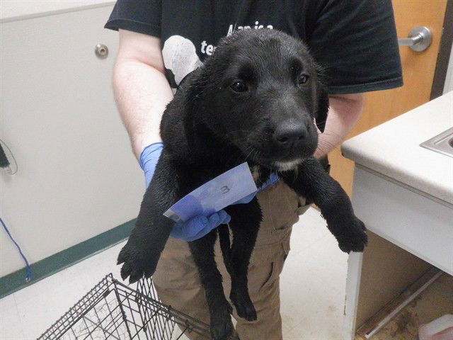 TULIP - Labrador Retriever / Queensland Heeler available for adoption