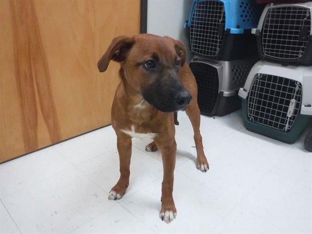 TESSIE - Black Mouth Cur available for adoption
