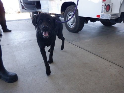 AXL - Labrador Retriever available for adoption