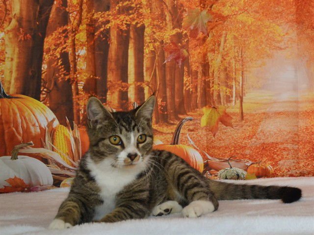 HUNTER - Domestic Short Hair available for adoption