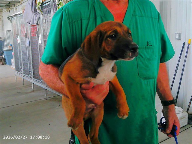 BO - German Shepherd Dog available for adoption