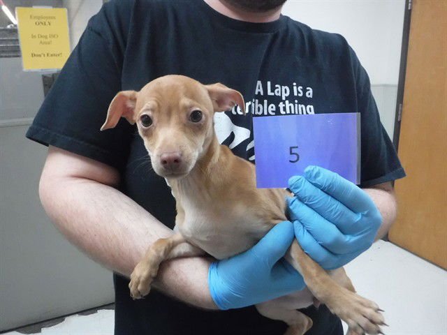 ESME - Chihuahua available for adoption