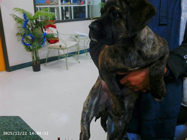 BESSIE - Bullmastiff available for adoption