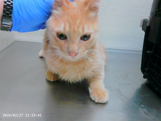 PONGO - Domestic Short Hair available for adoption