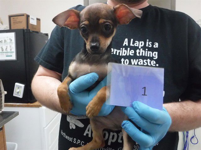 ARROW - Chihuahua available for adoption