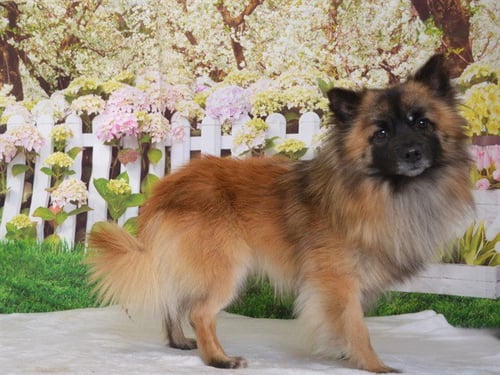 LEON - Pomeranian available for adoption