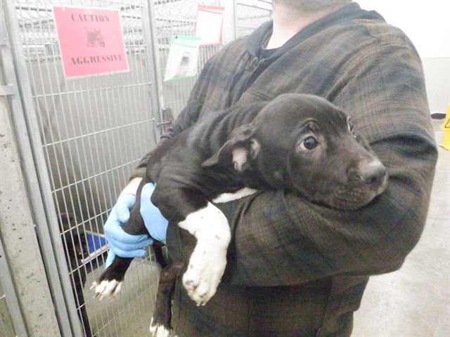 HEARTLY - Pit Bull Terrier available for adoption