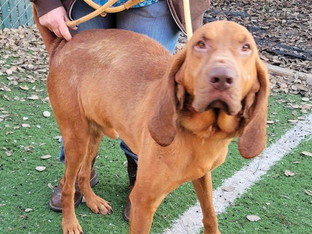 EARL - Bloodhound available for adoption