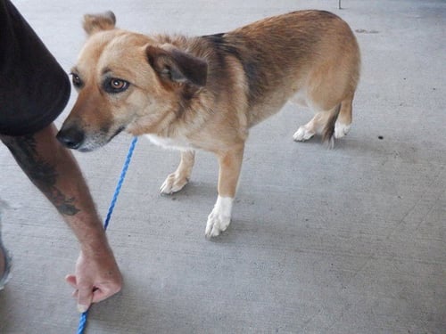 MOIA - Australian Cattle Dog/Blue Heeler available for adoption