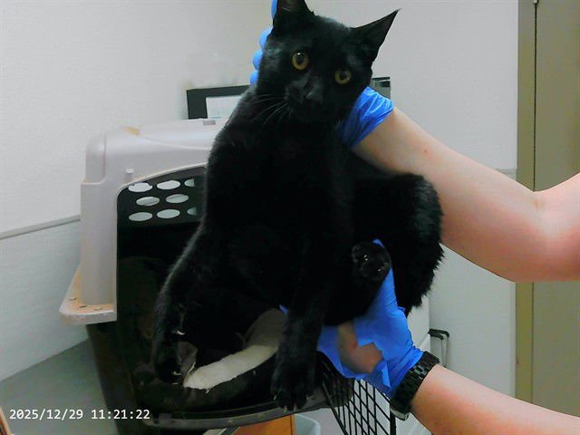 JORDAN - Domestic Short Hair available for adoption