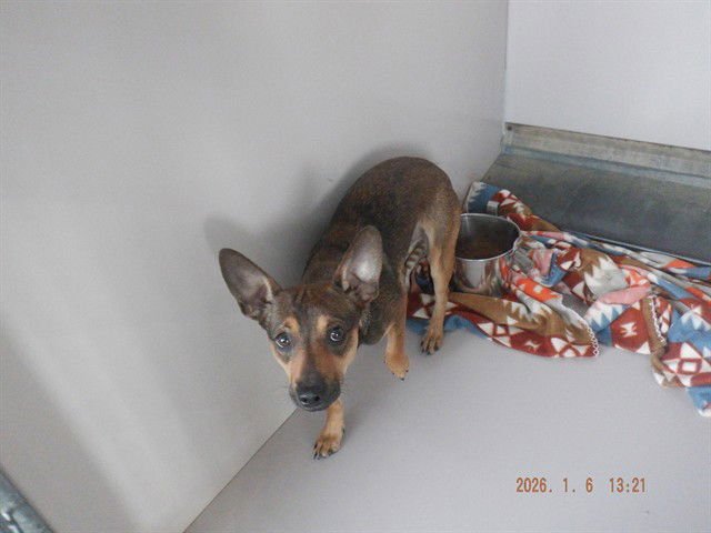 LUKE - Chihuahua available for adoption