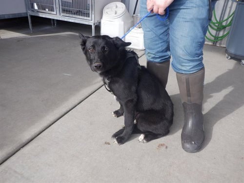 RAVEN - German Shepherd Dog / Labrador Retriever available for adoption