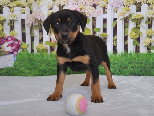 PIE - Rottweiler available for adoption
