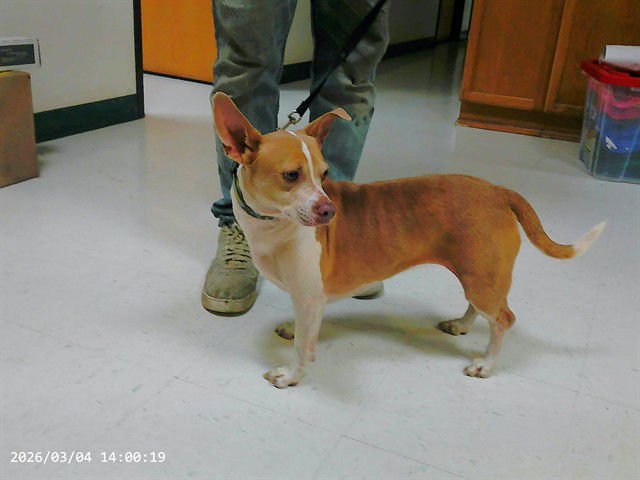SANDY - Chihuahua / Pit Bull Terrier available for adoption