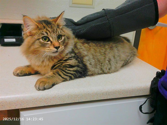 TYE - Domestic Short Hair available for adoption