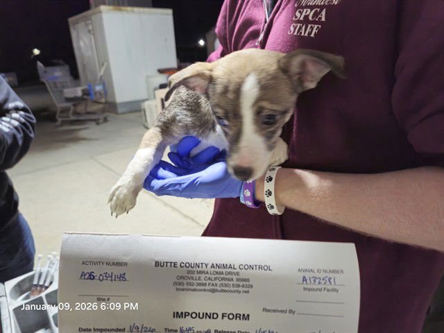 A611001 - Chihuahua available for adoption