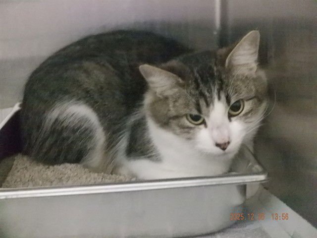 BIANCA - Domestic Medium Hair available for adoption