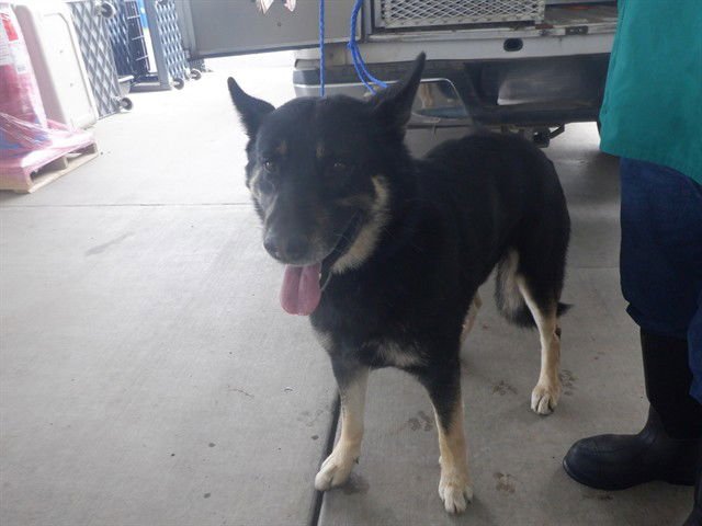 RANGER - German Shepherd Dog available for adoption